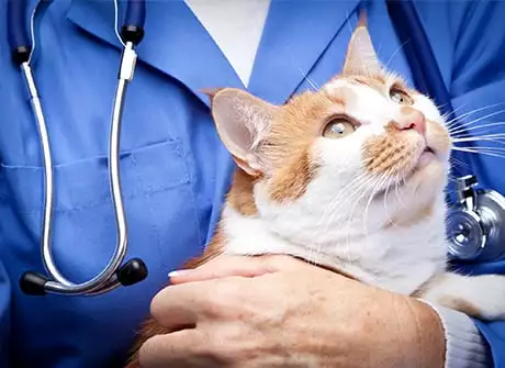 Veterinarian holding cat: Pet Euthanasia in North Charleston