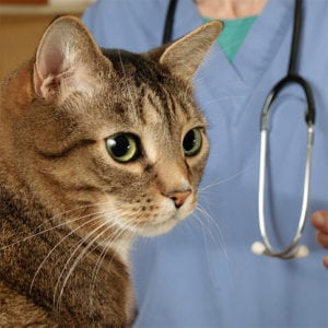 Cat and Dog Vaccinations in North Charleston, SC