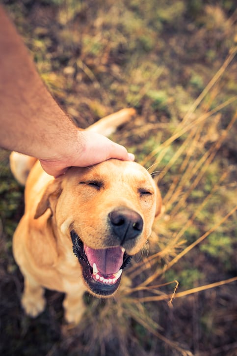 Owner petting his dog's head