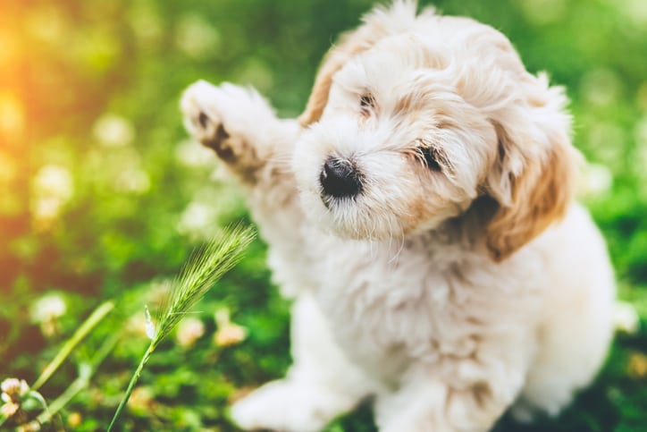 Pet Spay and Neuter in North Charleston