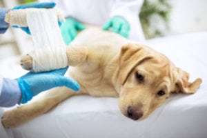 Dog & Cat Surgery in North Charleston, SC