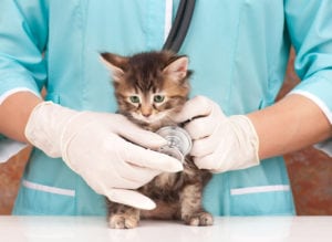 Veterinarian listening to a kitten's heart beat