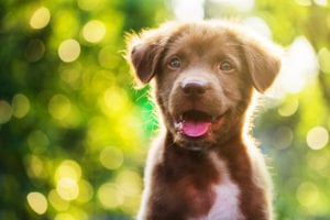Pet Laser Therapy in North Charleston, SC