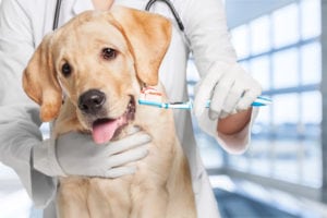 Cat and Dog Teeth Cleaning in North Charleston, SC