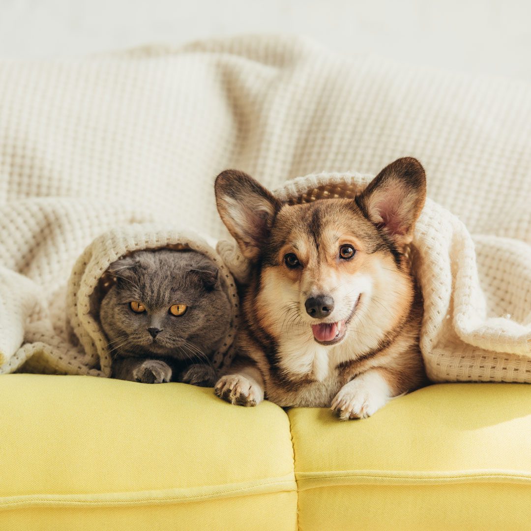 cat and Corgi snuggling under blanket on the couch