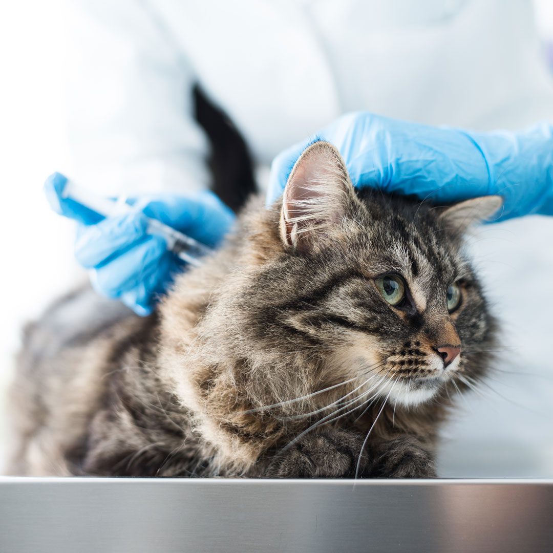 fluffy brown cat receiving vaccine injection from veterinarian