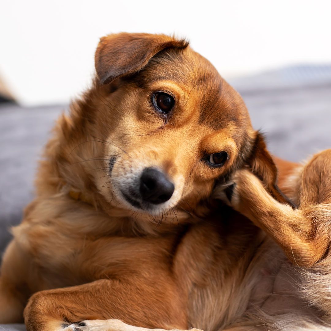 small brown dog scratching behind its ear