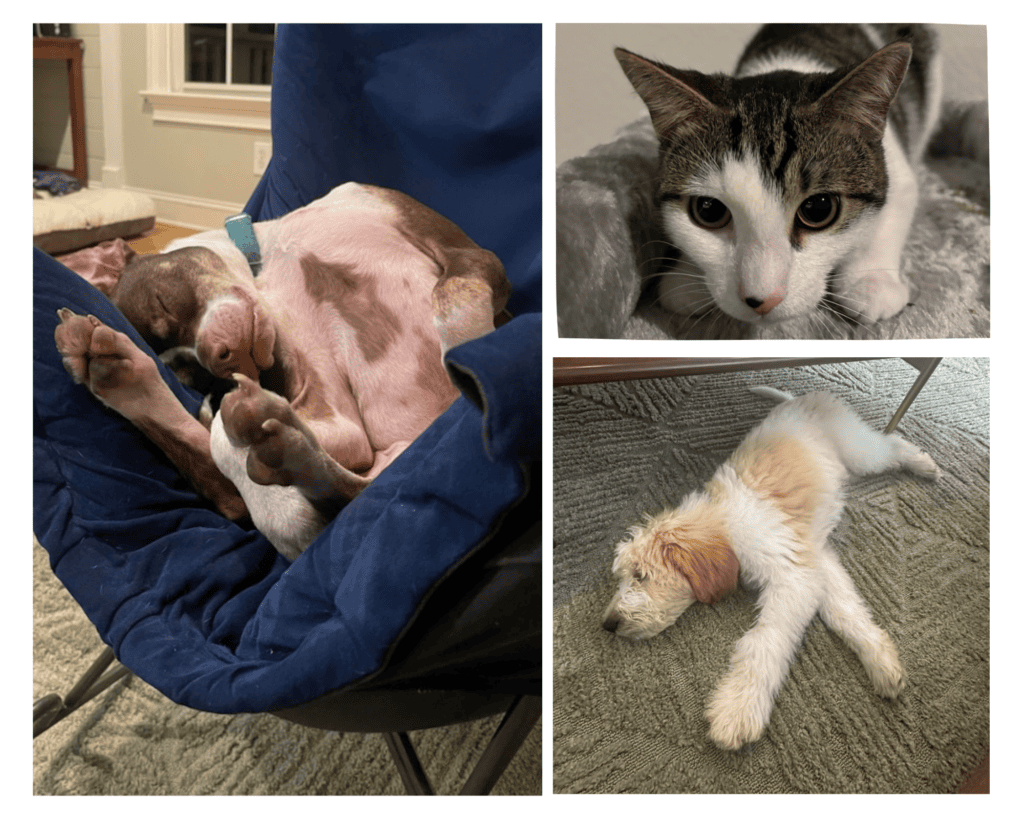 grid with images of two dogs and a cat