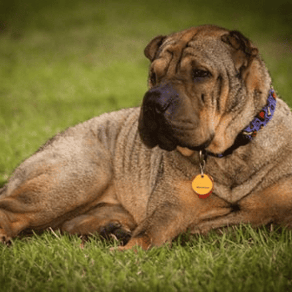 large tan and black dog laying in the grass