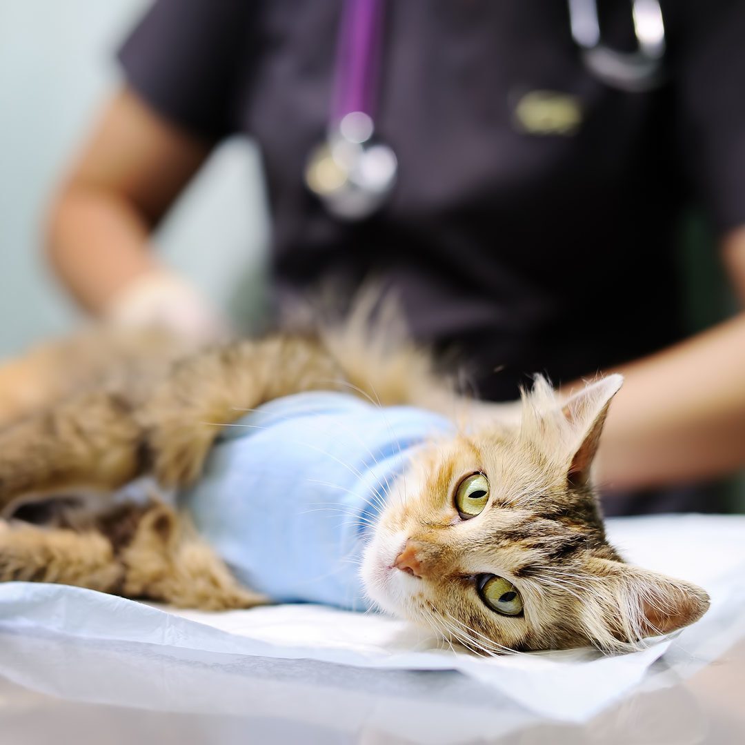 Female veterinary doctor puts bandage on the cat after surgery