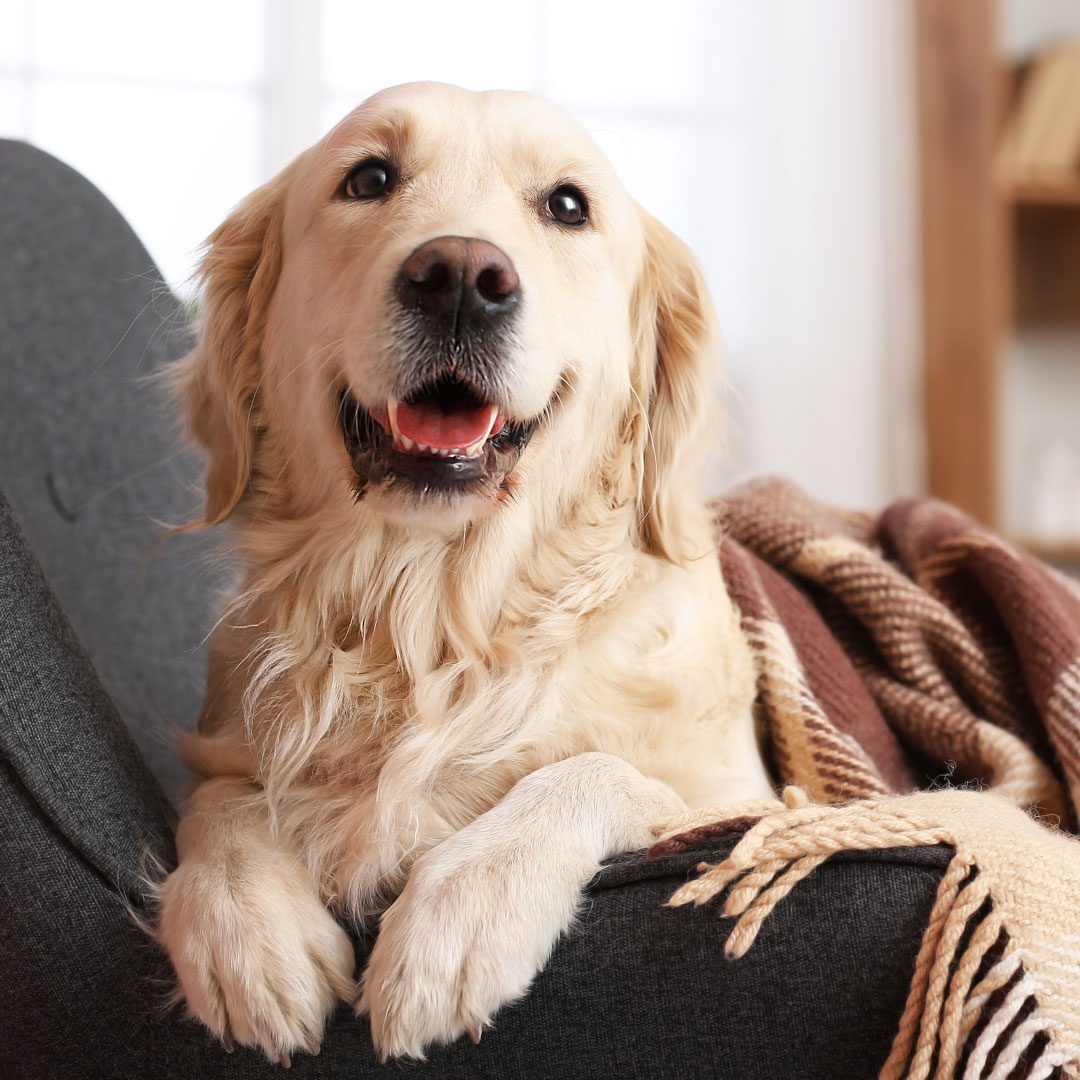 happy Golden Retriever cuddling under a plaid blanket at home