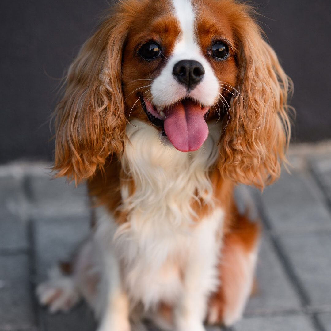 cute Cavalier King Charles spaniel dog sitting