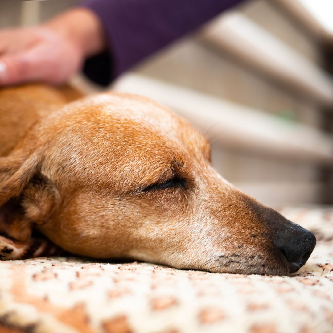 woman petting a sad looking dog laying down