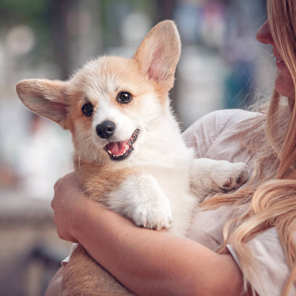 woman holding small tan corgi dog